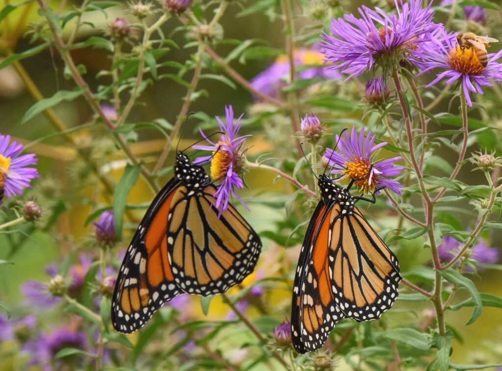 Monarch butterflies