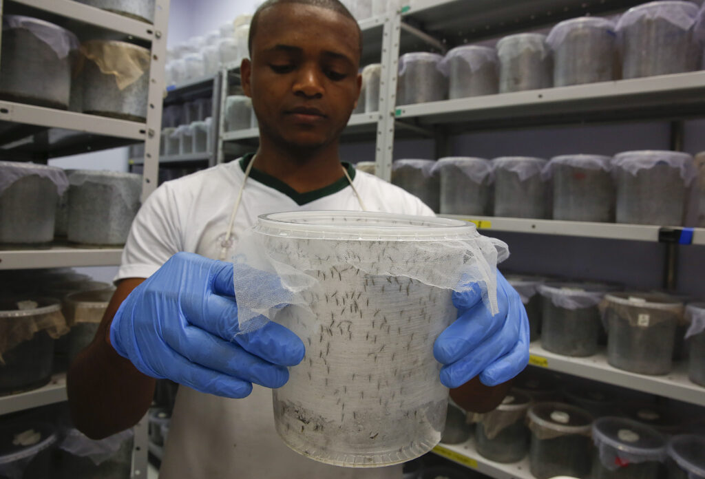 Brazil Zika Mosquito Eradication After years of debate, British biotech company Oxitec has received federal approval to test its genetically modified mosquitoes — which are designed to reduce the local Aedes aegypti population — in the Florida Keys. (AP Photo/Andre Penner)