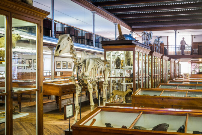 A draft horse skeleton (Rob Cardillo/The Wagner Free Institute of Science)