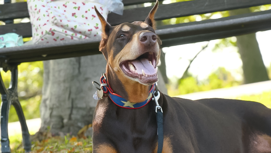 Dog knee braces
