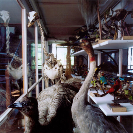 Bird skeletons and specimens (David Graham/The Wagner Free Institute of Science)