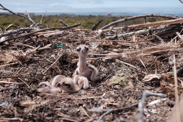 An osprey hatchling (right), just moments after it was released from an entanglement in its Island Beach State Park nest on Tuesday morning. (Courtesy of Ben Wurst/Conserve Wildlife Foundation of New Jersey)
