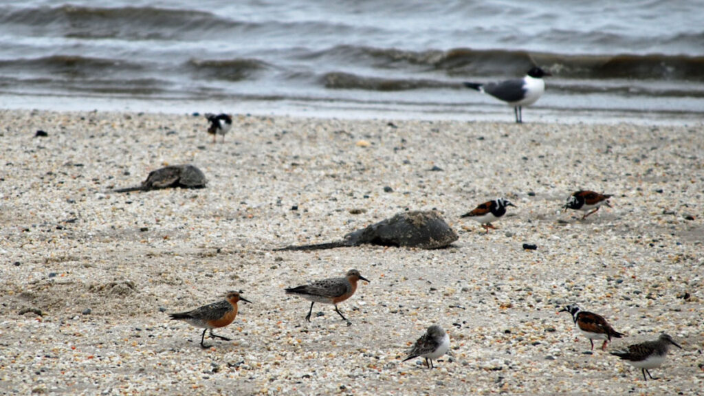 NJS_red_knots_horsheshoe_crabs_01_051920 Red knots and horseshoe crabs