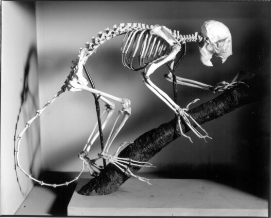 Skeleton of an aye-aye lemur (John Woodin/The Wagner Free Institute of Science)