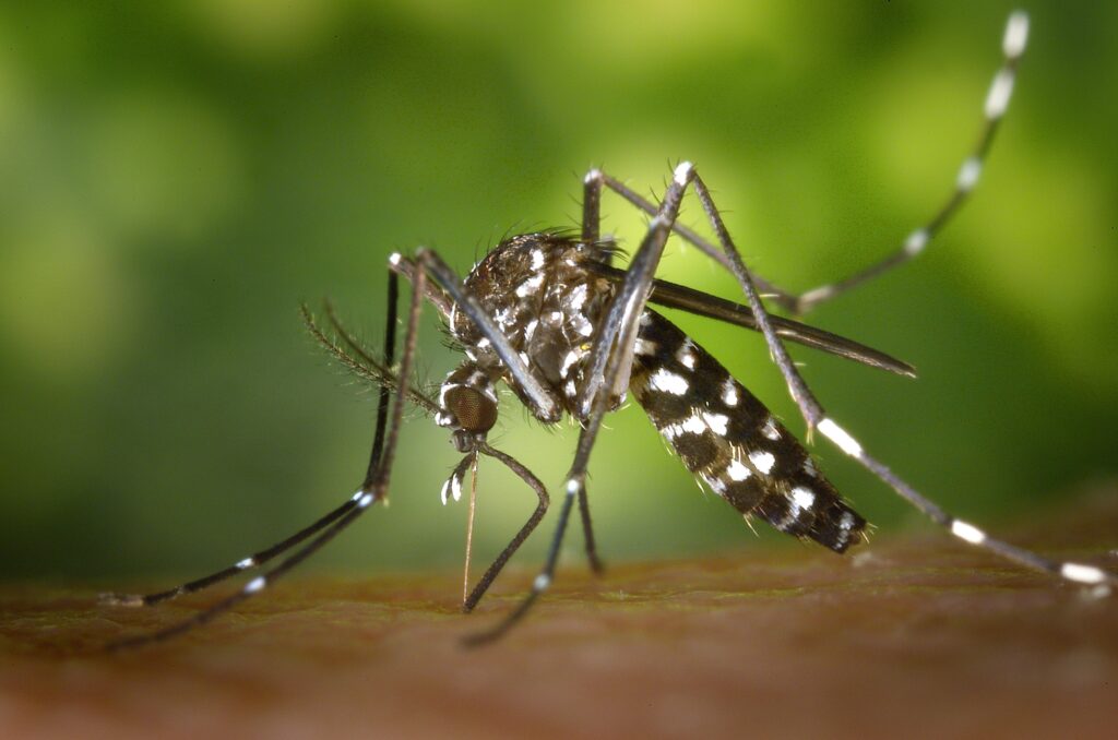 black-white-mosquito-86722 Mosquito