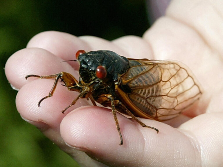 Cicadas