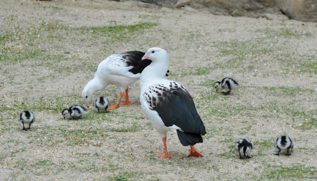 philadelphia_zoo_andean_geese_goslings_050820 Philadelphia Zoo Andean geese