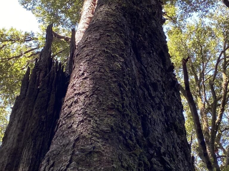 The ancient Gondwana Rainforests of Australia were damaged by recent wildfires. A new study finds the world lost roughly one-third of its old growth forest in the past century. (Nathan Rott/NPR)