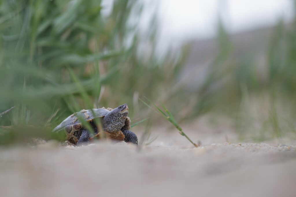 102818652_10223760665148039_2255516300426084352_o A northern diamondback terrapin