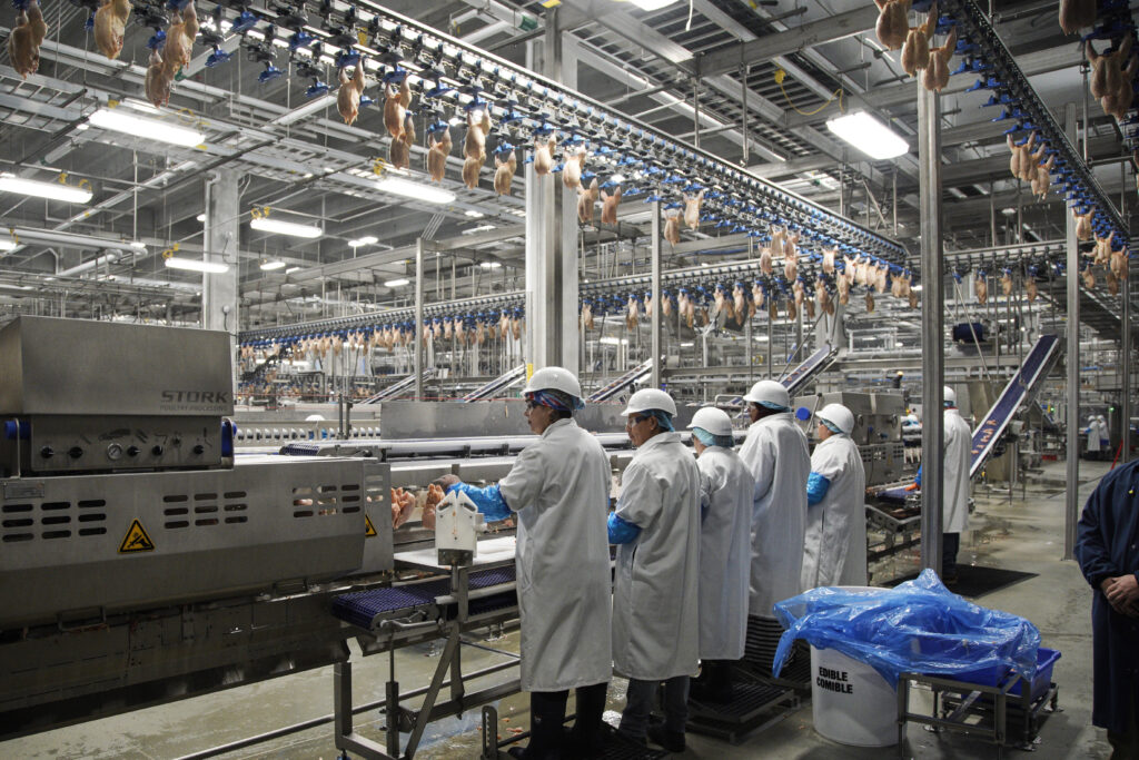 Perdue Visit Nebraska Workers process chickens at the Lincoln Premium Poultry plant, Costco Wholesale's dedicated poultry supplier, in Fremont, Neb., Thursday, Dec. 12, 2019. (AP Photo/Nati Harnik)