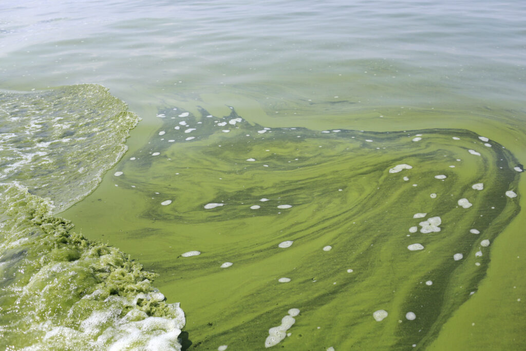 Toxic algae bloom Toxic algae bloom