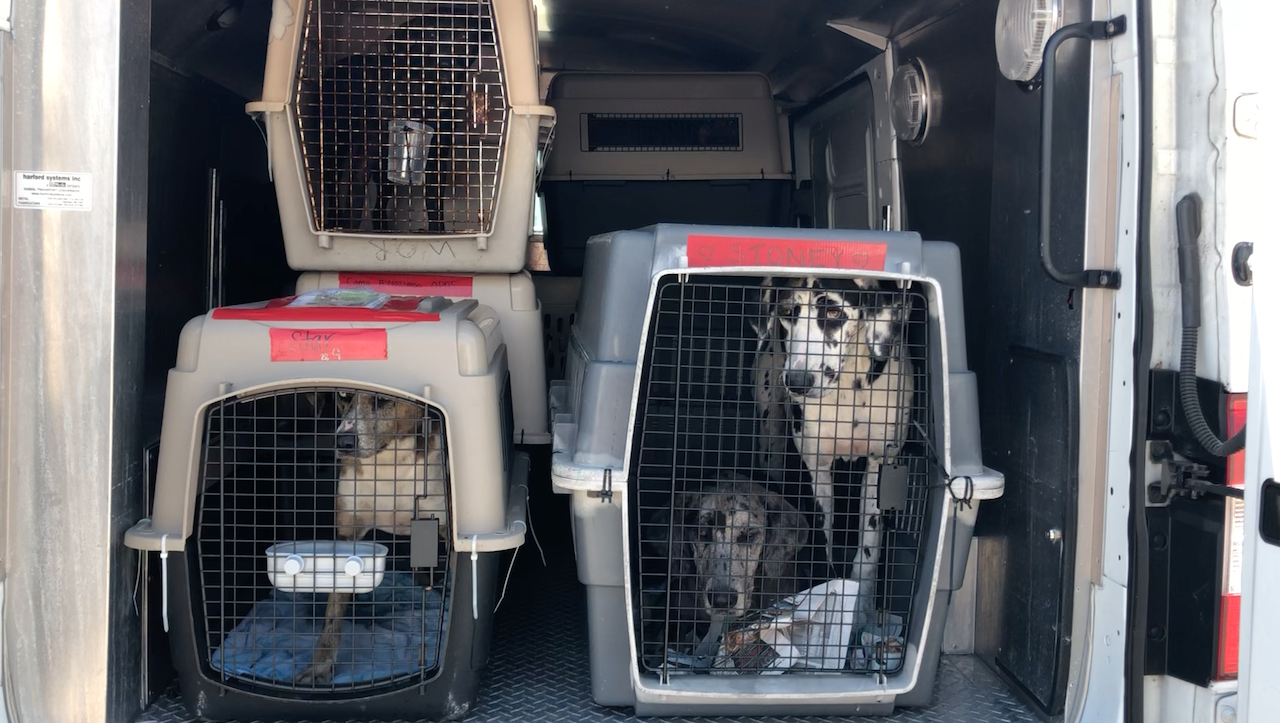 Brandywine Valley SPCA Tropical Storm Cristobal airlift mission
