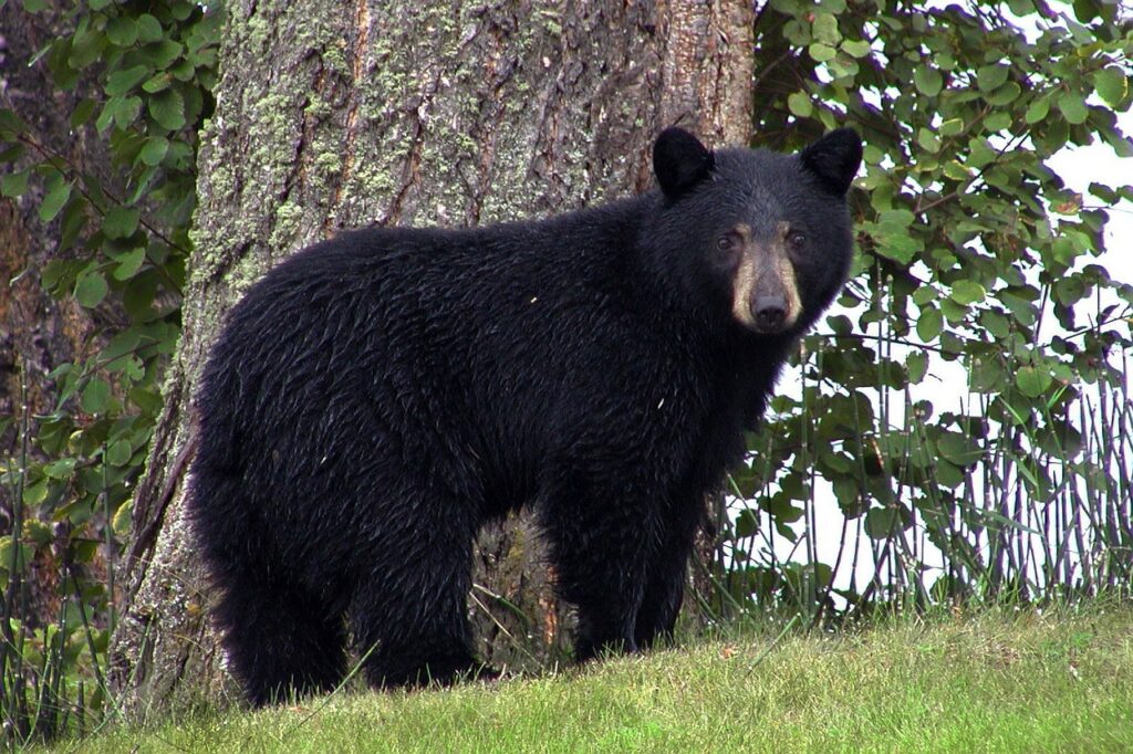 black-bear-50293_1280 (Public domain image)