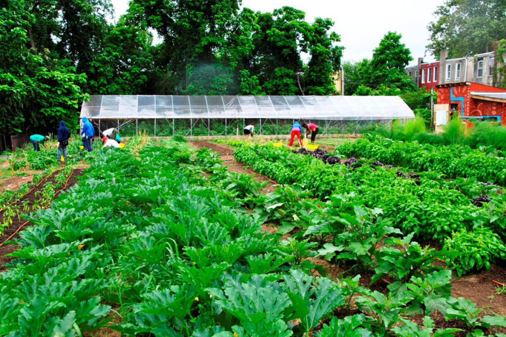 gardening1200 A person works in a farm. Rows of green crops are visible.