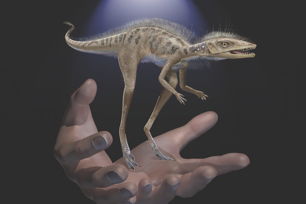 Mini Dinosaur This illustration provided by the American Museum of Natural History in July 2020 depicts a Kongonaphon kely, a newly described reptile near the ancestry of dinosaurs and pterosaurs, shown to scale with human hands. Kongonaphon lived roughly 237 million years ago. (Frank Ippolito/American Museum of Natural History)