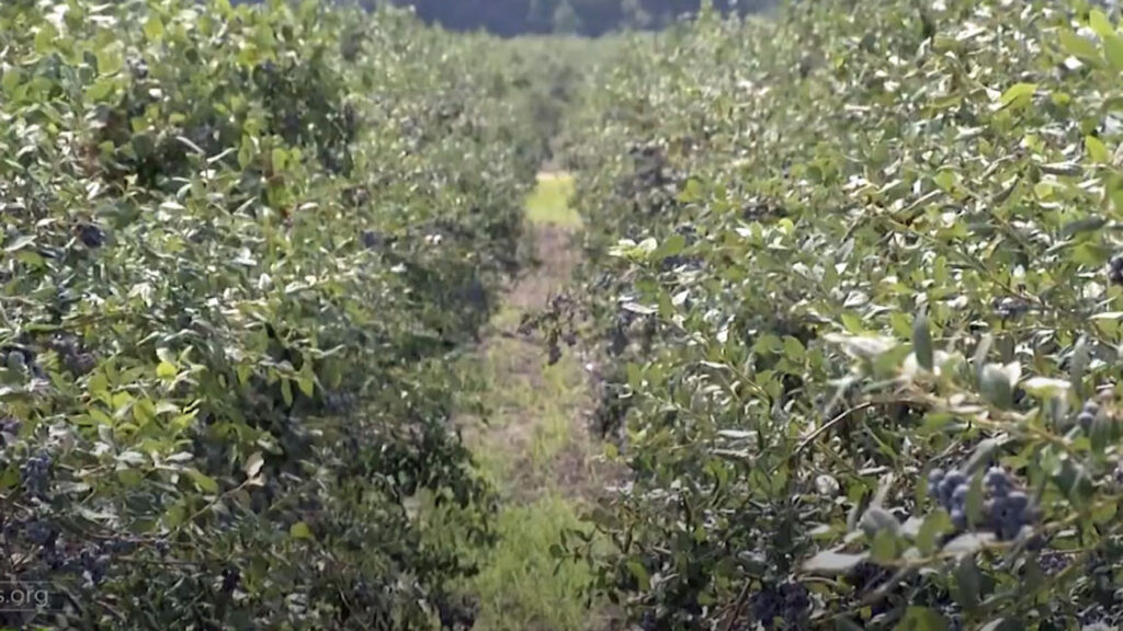 Blueberry-field (NJTV News)