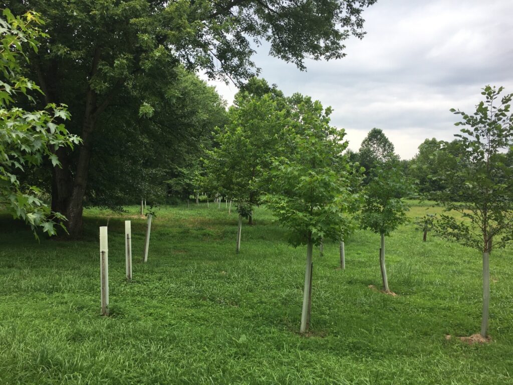 Image The newest seedlings on Arthur de Leo’s farm. Hidden beyond the older trees is Buck Run, the creek where de Leo planted his first stream buffers. (Courtesy of Arthur de Leo)