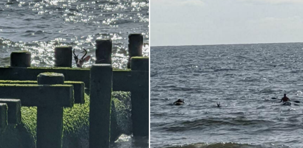 Screen Shot 2020-07-17 at 11.04.40 AM First responders in Long Branch rescued a deer struggling in the ocean on Thursday. (Courtesy of Long Branch Police Department)