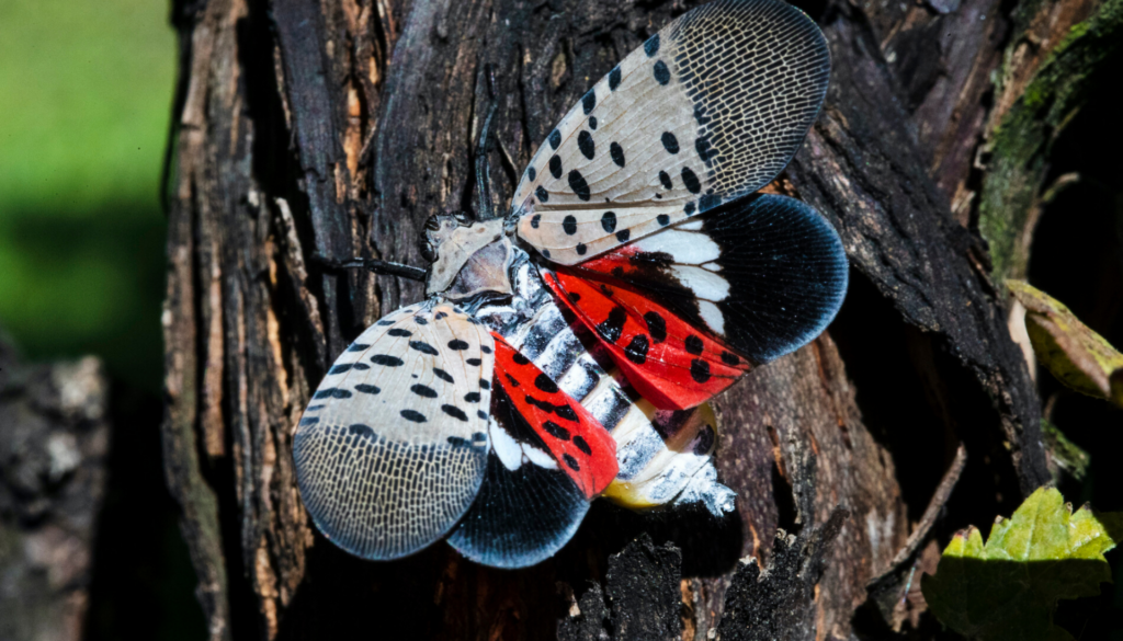 Untitled-design-8-1-1920×1097 A closeup of a spotted lanternfly
