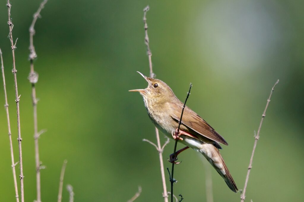 River Warbler Locustella Fluviatilis Singing On Top Of Grass. Cu (photo credit, Big Stocks)