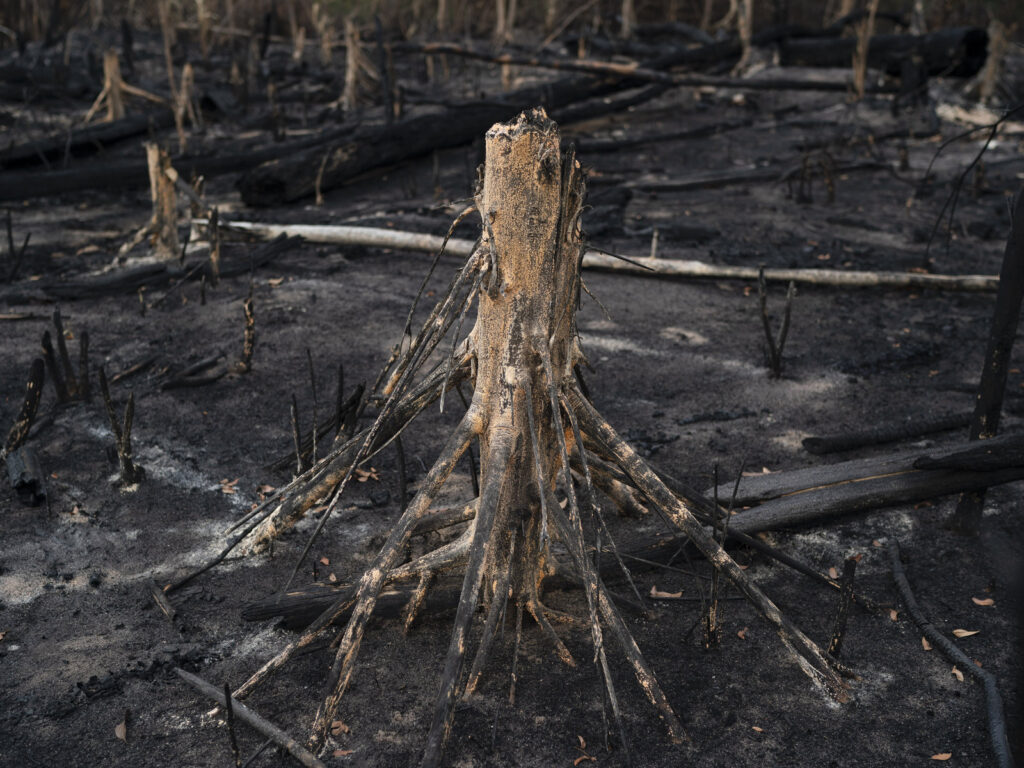 brazil-deforestation-dcb4366a4773943a2500a6afcf8dfa2ad484eb1c-s1600-c85 A cut tree stands in a burned area in Prainha