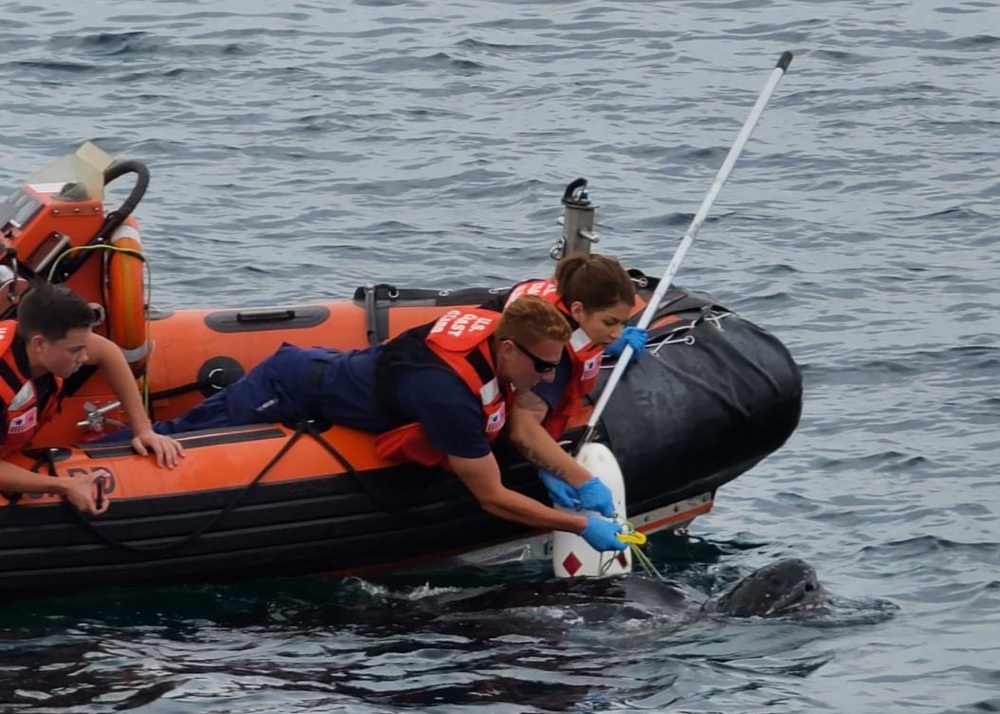 1000w_q95 (5) Petty Officer 3rd Class Mason Sanders and Petty Officer 2nd Class Carliene Lyon work to free a sea turtle tangled in a fishing trap line while Fireman Jason Breckner assists, August 13, 2020, near Cape May, New Jersey. (U.S. Coast Guard photo by Seaman Grimaud Kouwenaar)