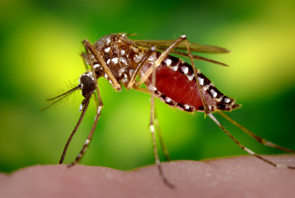13519266618175 (Courtesy of the Centers for Disease Control and Prevention)