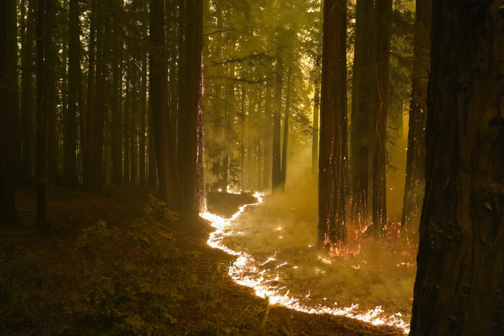A forest burns as the CZU August Lightning Complex Fire advances on Thursday, Aug. 20, 2020, in Bonny Doon, Calif. (AP Photo/Marcio Jose Sanchez)