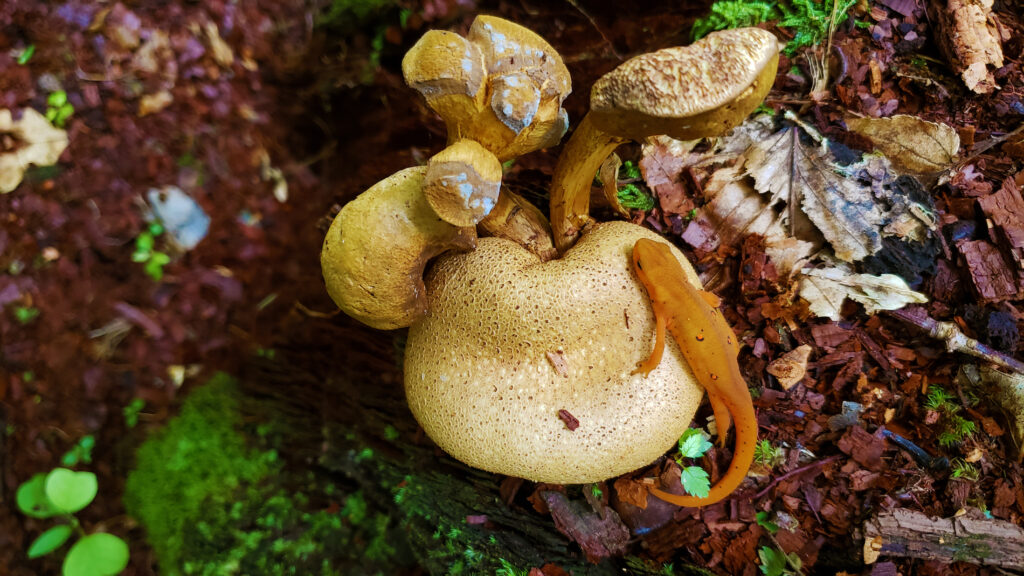 Pseudoboletus_parasiticus_010e_080720 Pseudoboletus parasiticus in Wolf's Hollow near Atglen, Pa. (Courtesy of John Dawson)