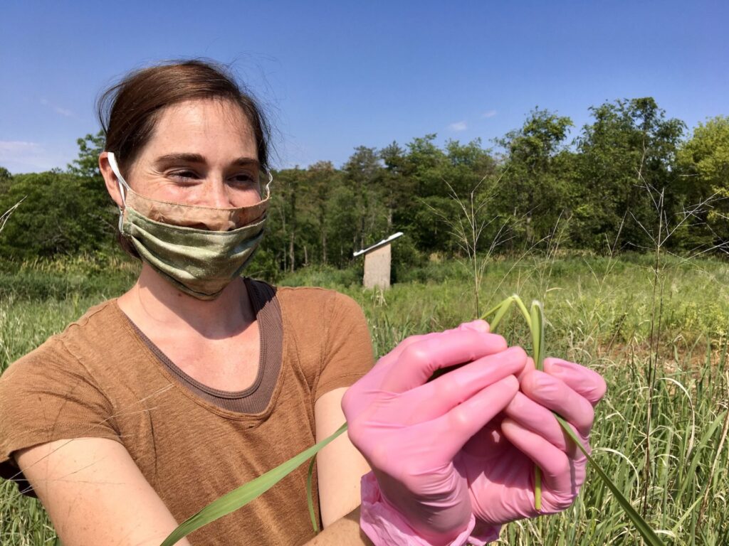 Stephanie-Herbstritt-1920×1440 Penn State doctoral student Stephanie Herbstritt shows the hairy ligule in switchgrass that's growing on a Penn State research plot in Centre County. (Anne Danahy/StateImpact Pennsylvania)