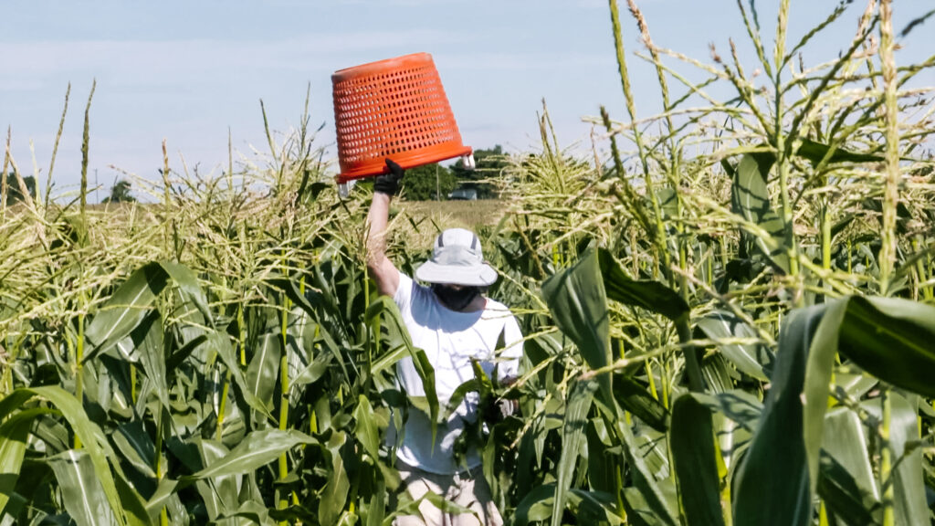 A farmer lifts a red basket over his head as he walks through a corn field