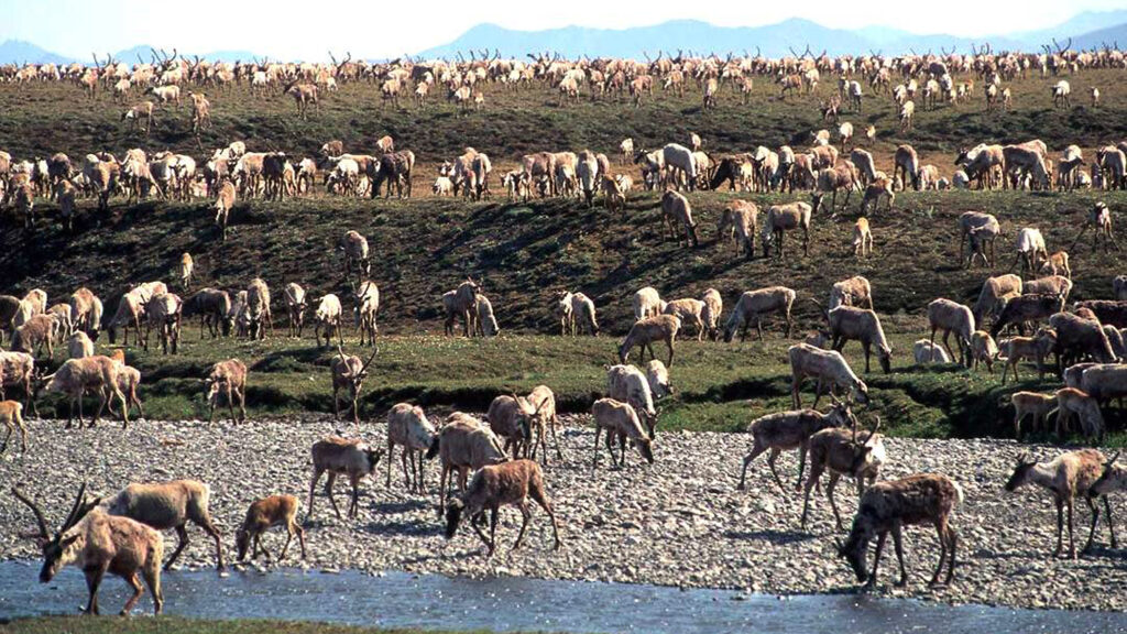 Caribou from the Porcupine caribou herd are seen migrating onto the coastal plain of the Arctic National Wildlife Refuge in northeast Alaska. The Interior Department hopes to conduct a lease sale for oil and gas drilling in the coastal plain by the end of 2020. (U.S. Fish and Wildlife Service/AP)