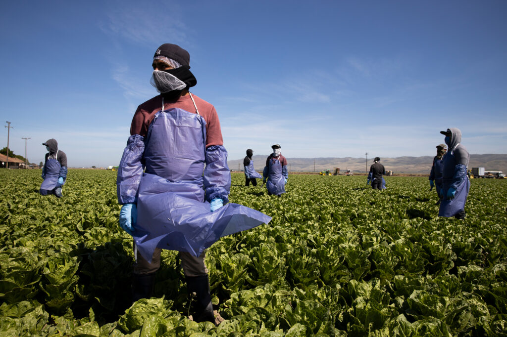 With the coronavirus spreading, farms try to keep workers like these in Greenfield, Calif. safe through physical distancing and other measures but advocates for laborers say protections are often not adequate. With the coronavirus spreading, farms try to keep workers like these in Greenfield, Calif. safe through physical distancing and other measures but advocates for laborers say protections are often not adequate. (Brent Stirton/Getty Images)
