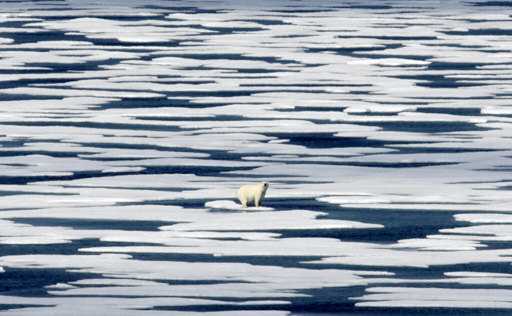 A polar bear stands on ice A polar bear stands on ice