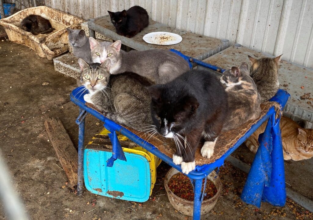 BVSPCA_camden_delaware_rescue_091020_01 184 cats seized from property in Camden, Delaware