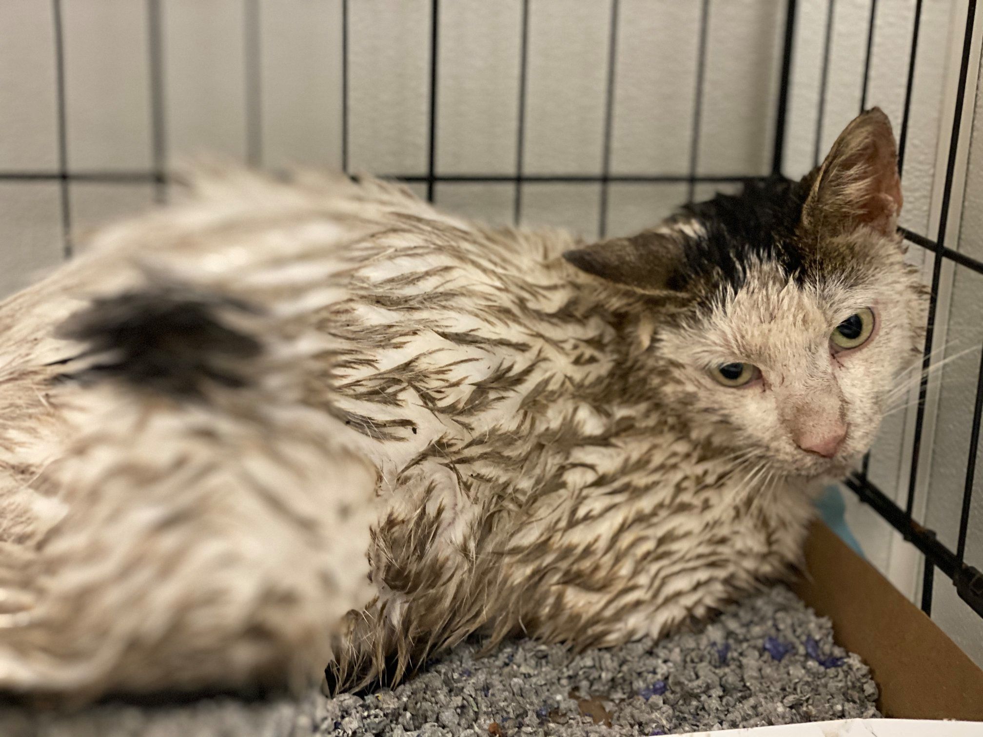 182 cats seized from property in Camden, Delaware