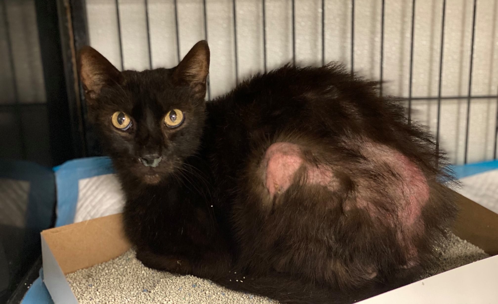 182 cats seized from property in Camden, Delaware