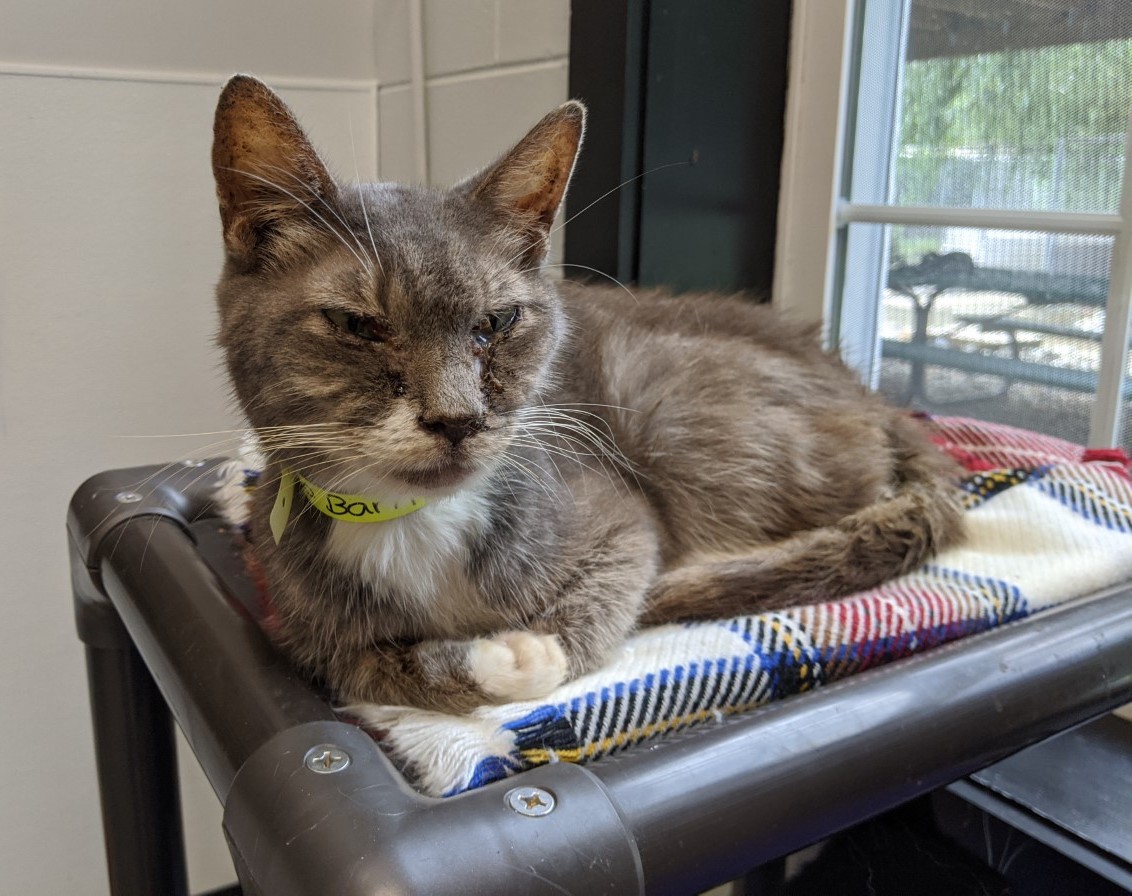 182 cats seized from property in Camden, Delaware