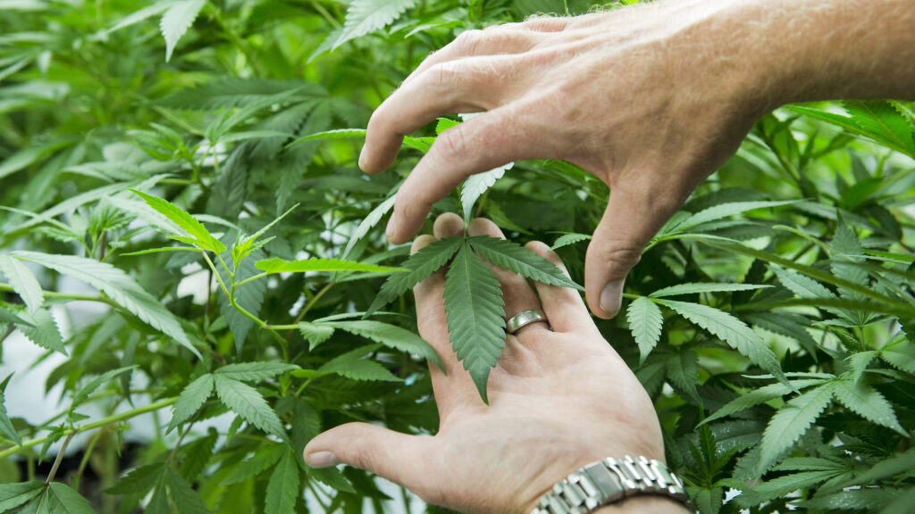 Colwell-billypenn-marijuana-06 Colorado Harvest Company CEO Tim Cullen describes the leaf structure of different strains of cannabis during tour of his company's 10,000-square-foot facility in south Denver on Sept. 16, 2016. (Andy Colwell for Billy Penn)