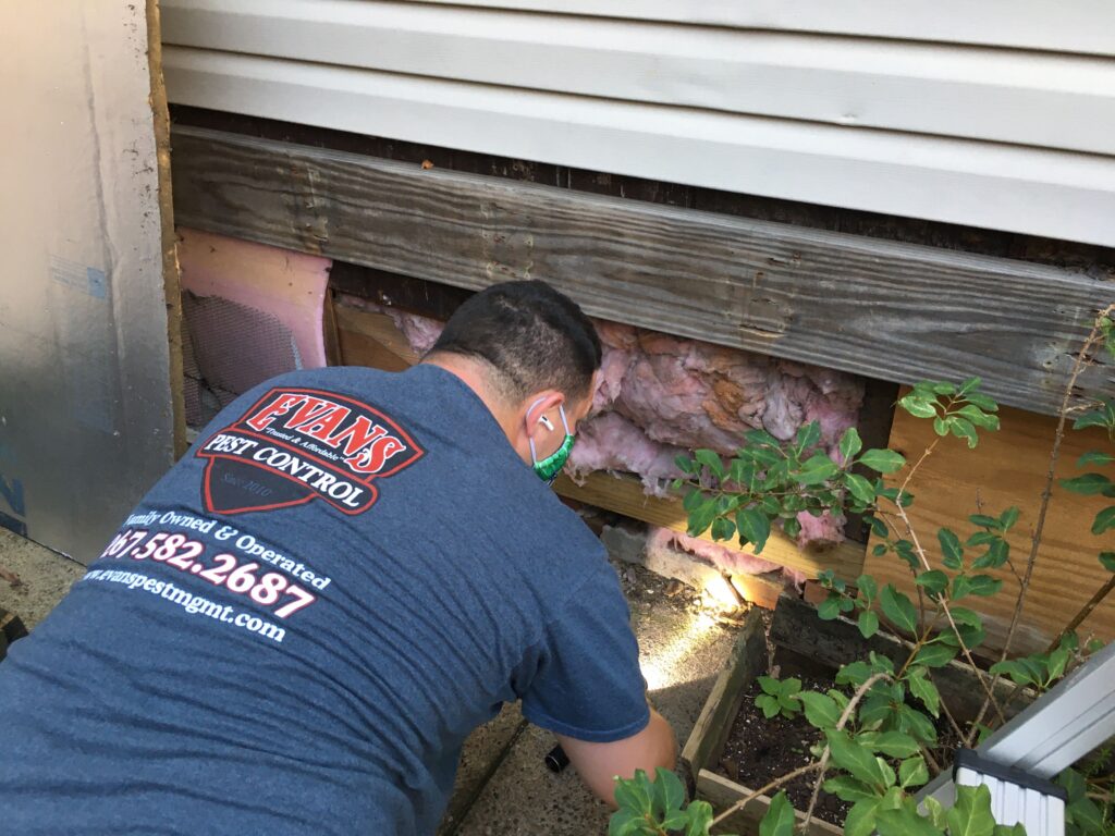 IMG_1460 Charles Evans looking for cracks in a Kensington home. Mice can fit in a hole the size of a dime, rats in a hole the size of a quarter. (Catalina Jaramillo/WHYY)
