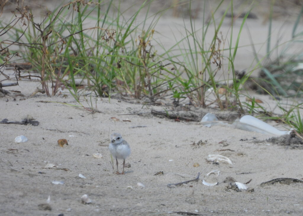 Piping_plover_chick More than 50 piping plover chicks like this 18-day-old bird were born along Delaware's beaches this year, well above the long-term species recovery goal. (photo courtesy DNREC/Evangelin Von Boeckman)
