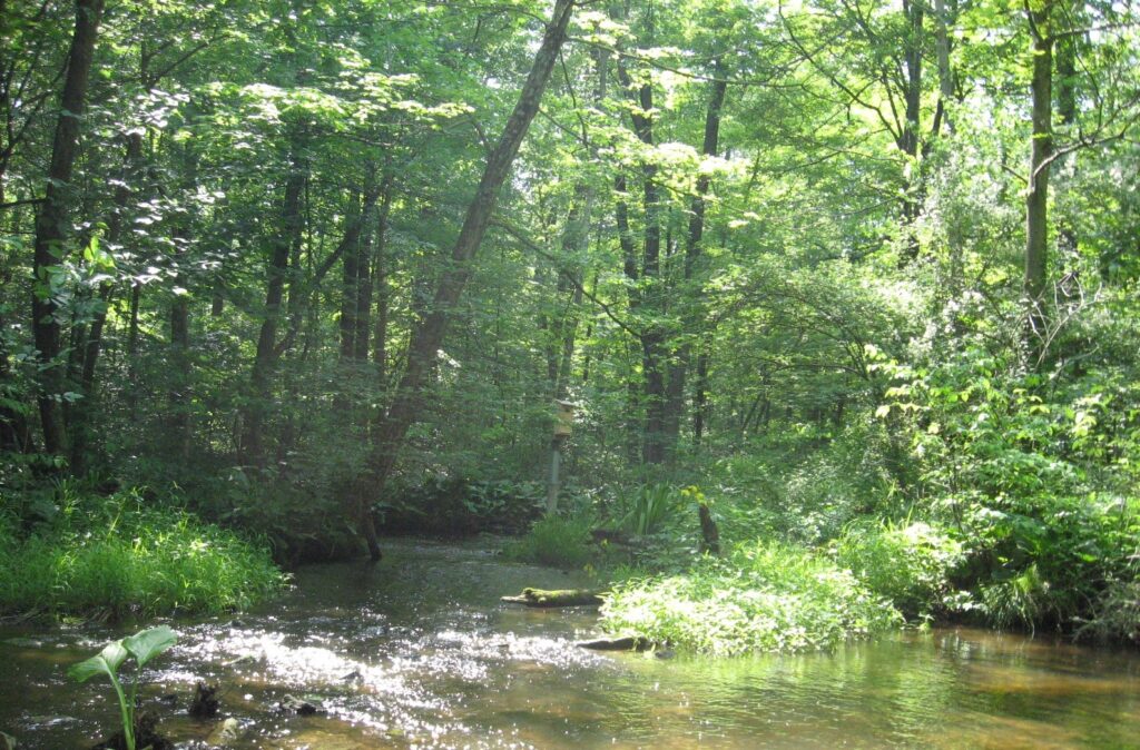 Tohickon+Creek+1 Upper Tohickon Creek in Bucks County
