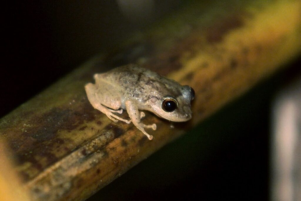 COQUI A small tan coquí frog sits on a tree branch in the dark