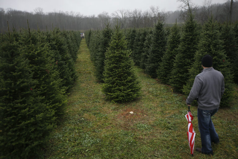 In this Nov. 28, 2015, file photo, Tommy Lawson looks out into rows of Christmas trees as his family browses for their tree at the John T Nieman Nursery in Hamilton, Ohio. (AP Photo/John Minchillo)