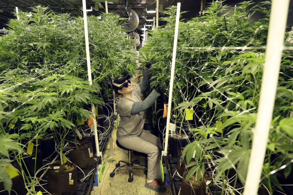 Heather Randazzo In this March 22, 2019, file photo, Heather Randazzo, a grow employee at Compassionate Care Foundation's medical marijuana dispensary, trims leaves off marijuana plants in the company's grow house in Egg Harbor Township, N.J. (AP Photo/Julio Cortez)