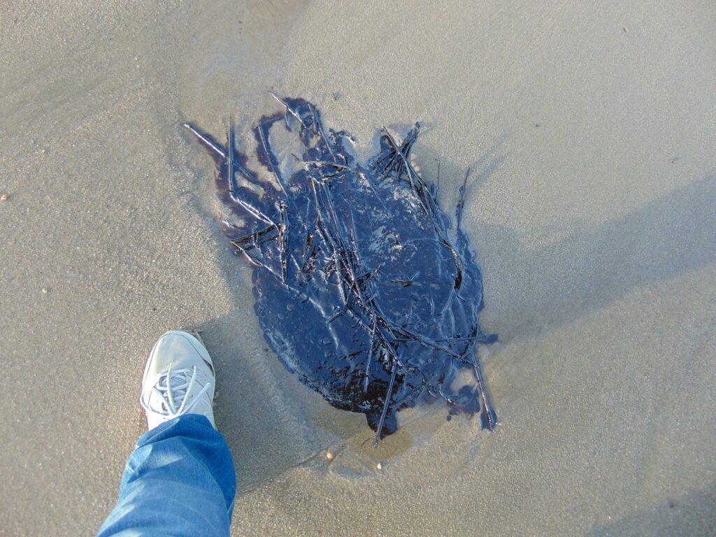 DSC08575 About 215 gallons of oil from an unknown source washed ashore at Broadkill Beach in Delaware in October 2020. Julie McCall was surveying Beach Plum Island when she saw blobs of oil. (Courtesy of Julie McCall)