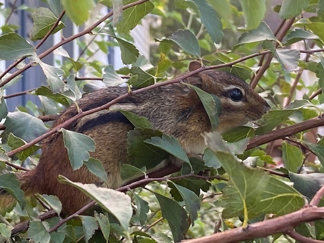 IMG_4814 Chipmunk in tree