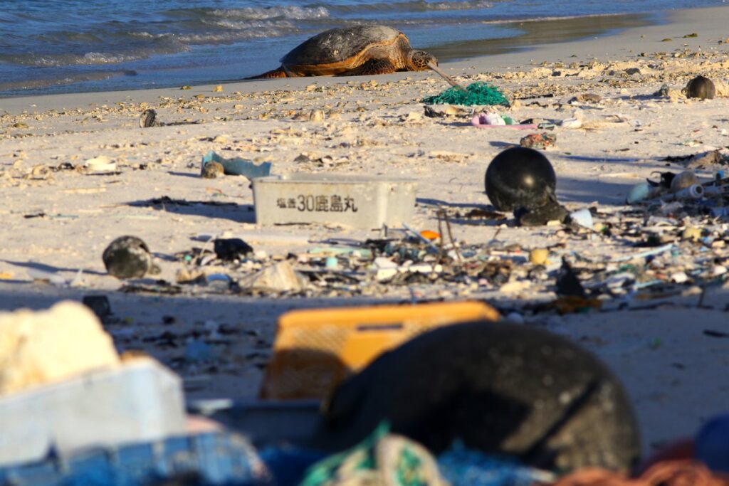 Main AP19298802092374 A green sea turtle rests on the beach among marine debris on Midway Atoll in the Northwestern Hawaiian Islands. In one of the most remote places on Earth, Midway Atoll is a wildlife sanctuary that should be a safe haven for seabirds and other marine animals. (AP Photo/Caleb Jones)