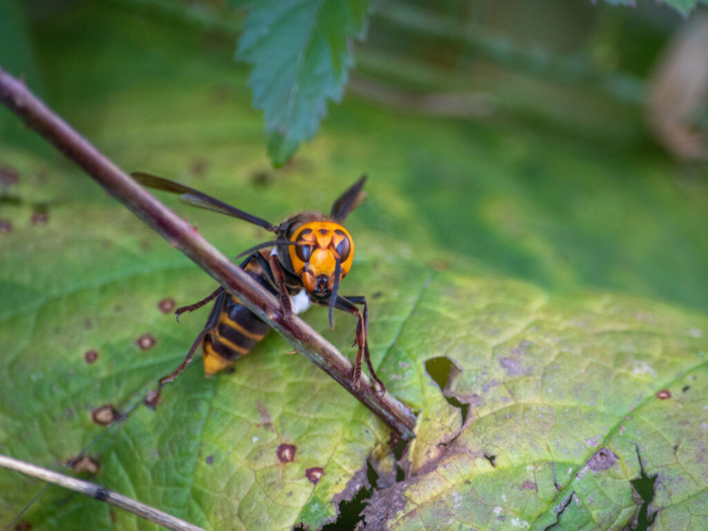 agr_0594-148b66822ec52e866cd34940ea1948f0eddb28d0-s1600-c85 Asian giant hornet