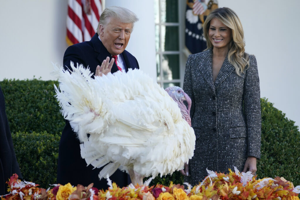 Donald Trump, Melania Trump President Donald Trump pardons Corn, the national Thanksgiving turkey, in the Rose Garden of the White House, Tuesday, Nov. 24, 2020, in Washington, as First Lady Melania Trump watches. (AP Photo/Susan Walsh)